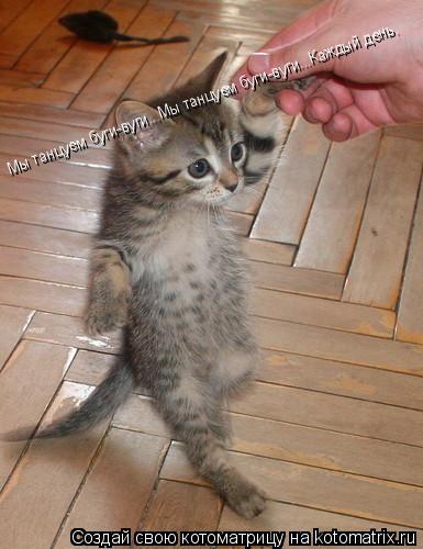 Мы танцуем буги-вуги...Мы танцуем буги-вуги...Каждый день.... Котоматрица: Мы танцуем буги-вуги...Мы танцуем буги-вуги...Каждый день.