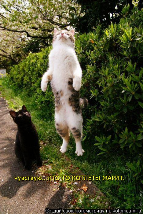чувствую...КТО ТО КОТЛЕТЫ ЖАРИТ.... Котоматрица: чувствую...КТО ТО КОТЛЕТЫ ЖАРИТ.