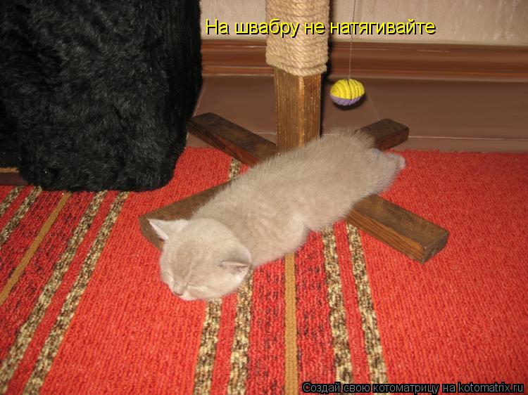 На швабру не натягивайте... Котоматрица: На швабру не натягивайте