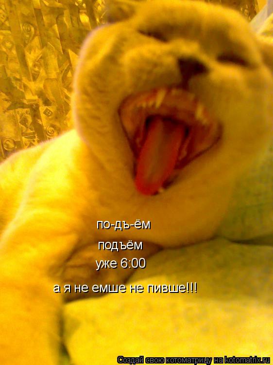 по-дъ-ём подъём уже 6:00 а я не емше не пивше!!!... Котоматрица: по-дъ-ём подъём уже 6:00 а я не емше не пивше!!!