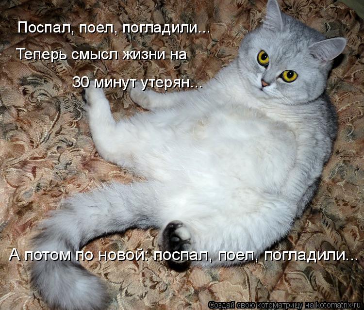 Поспал, поел, погладили... Теперь смысл жизни на 30 минут утерян... А потом по новой: поспал, поел, ... Котоматрица: Поспал, поел, погладили... Теперь смысл жизни на 30 минут утерян... А потом по новой: поспал, поел, погладили...