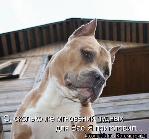 О, сколько же мгновений чудных для Вас Я приготовил...... Котоматрица: О, сколько же мгновений чудных для Вас Я приготовил...