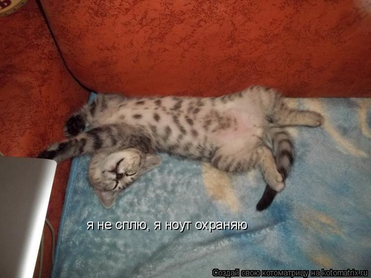 я не сплю, я ноут охраняю... Котоматрица: я не сплю, я ноут охраняю