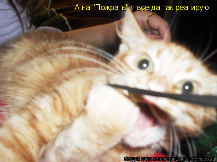 А на "Пожрать" я всегда так реагирую... Котоматрица: А на "Пожрать" я всегда так реагирую