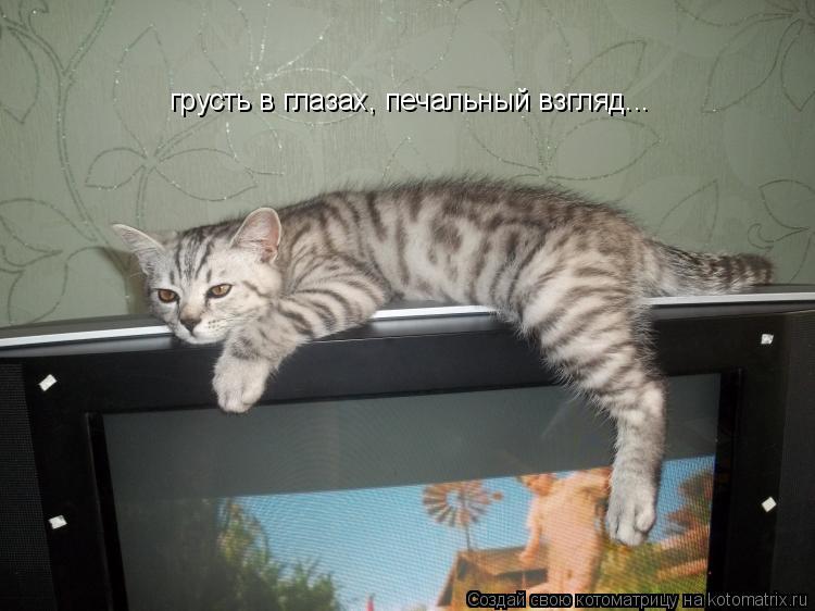 грусть в глазах, печальный взгляд...... Котоматрица: грусть в глазах, печальный взгляд...
