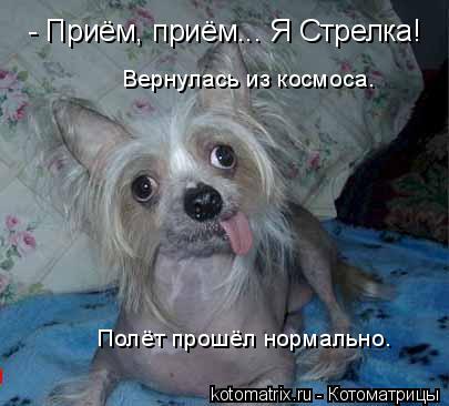 - Приём, приём... Я Стрелка! Вернулась из космоса. Полёт прошёл нормально.... Котоматрица: - Приём, приём... Я Стрелка! Вернулась из космоса. Полёт прошёл нормально.