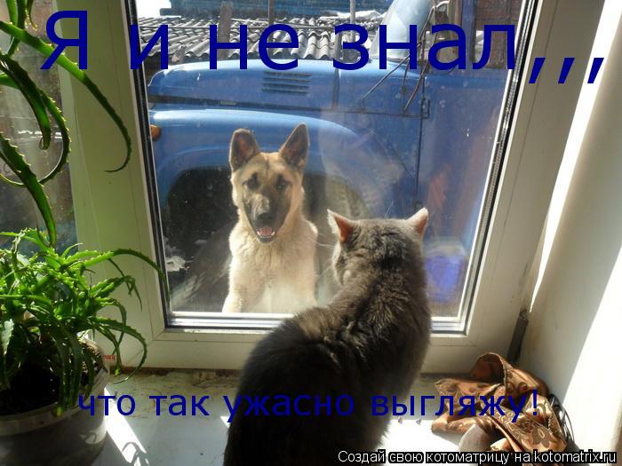 Я и не знал,,, что так ужасно выгляжу!... Котоматрица: Я и не знал,,, что так ужасно выгляжу!