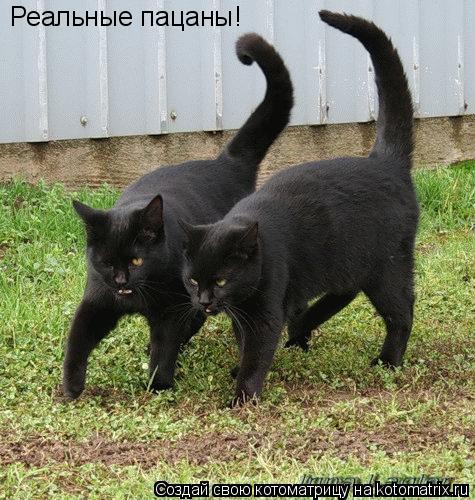Реальные пацаны!... Котоматрица: Реальные пацаны!