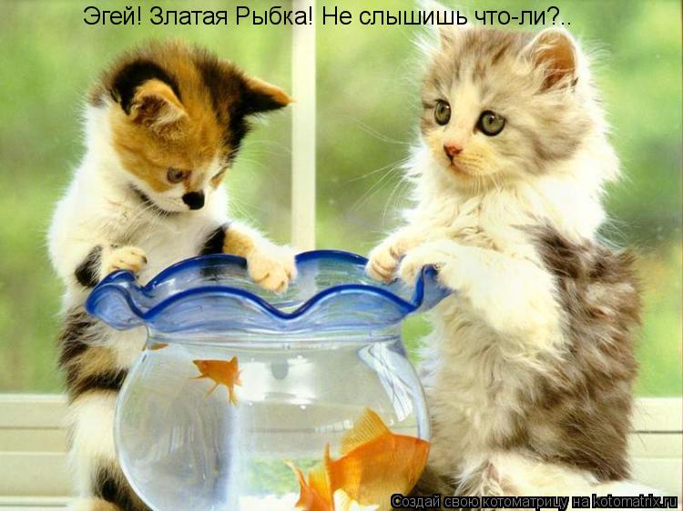 Эгей! Златая Рыбка! Не слышишь что-ли?..... Котоматрица: Эгей! Златая Рыбка! Не слышишь что-ли?..