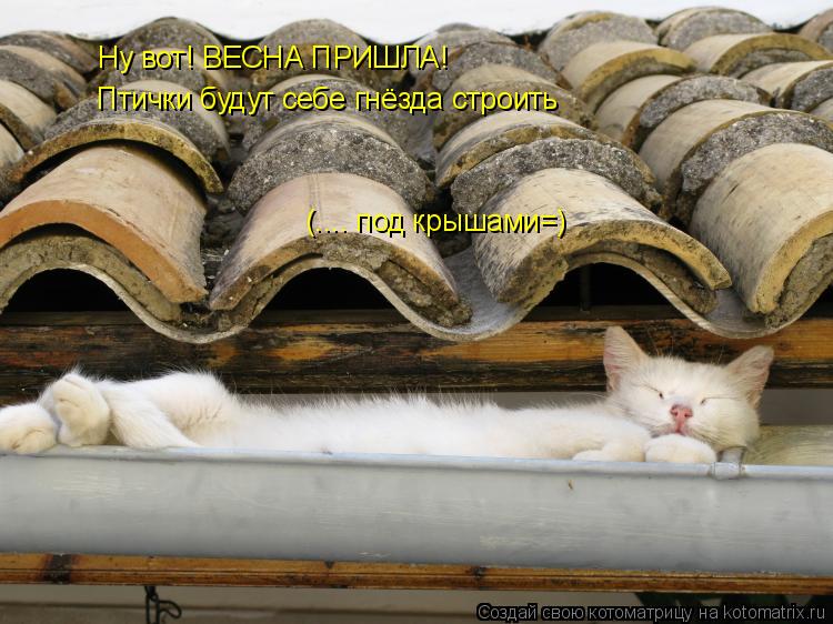 Ну вот! ВЕСНА ПРИШЛА! Птички будут себе гнёзда строить (.... под крышами=)... Котоматрица: Ну вот! ВЕСНА ПРИШЛА! Птички будут себе гнёзда строить (.... под крышами=)