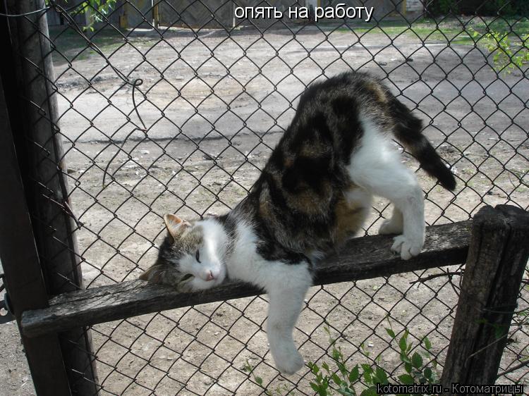 опять на работу... Котоматрица: опять на работу