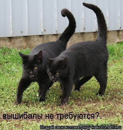 вышибалы не требуются?... Котоматрица: вышибалы не требуются?