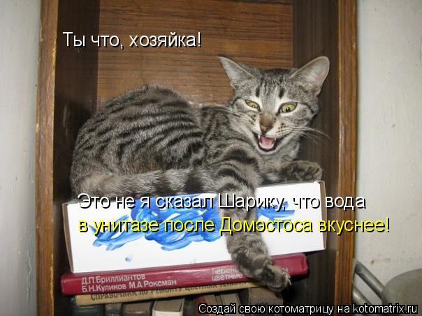 Ты что, хозяйка! Это не я сказал Шарику, что вода в унитазе после Домэстоса вкуснее!... Котоматрица: Ты что, хозяйка! Это не я сказал Шарику, что вода в унитазе после Домэстоса вкуснее!