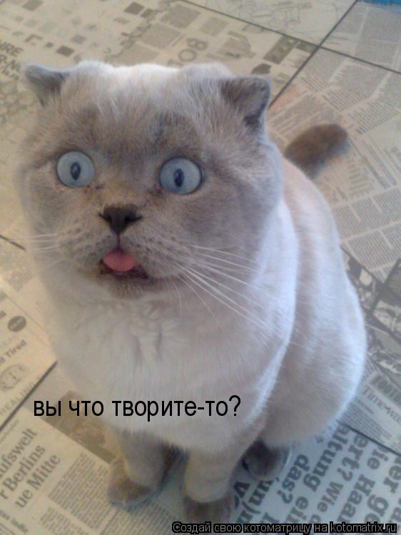 вы что творите-то?... Котоматрица: вы что творите-то?