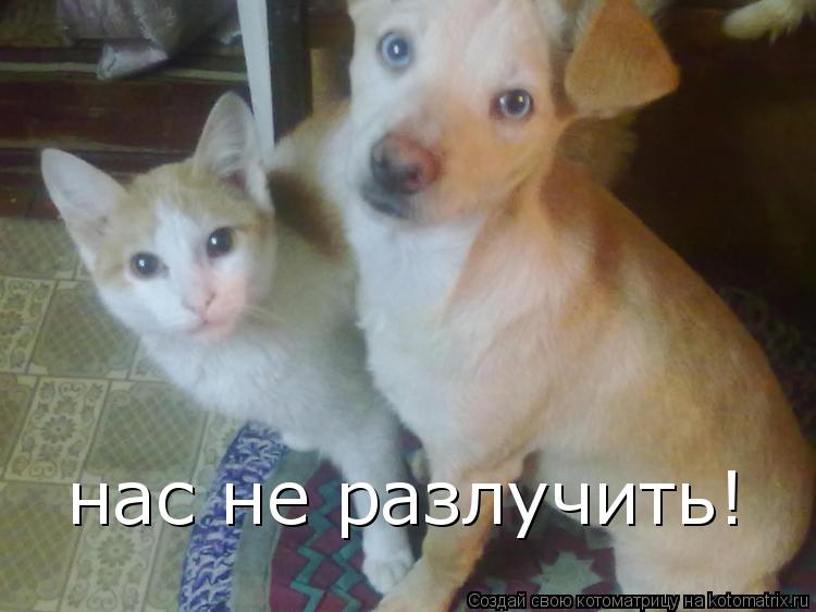 нас не разлучить!... Котоматрица: нас не разлучить!