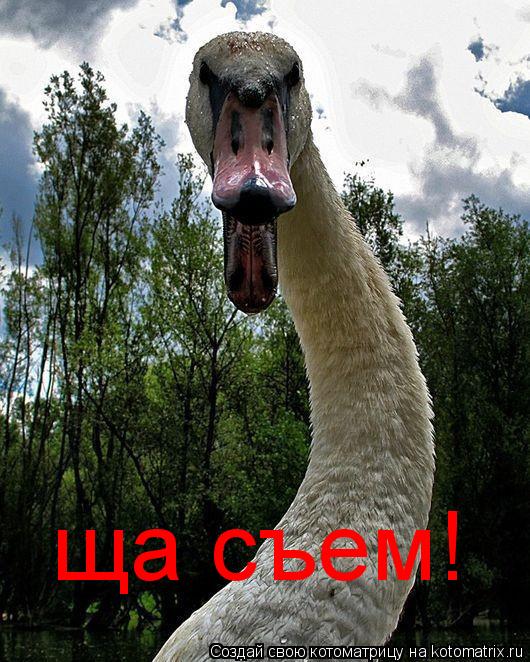 ща съем!... Котоматрица: ща съем!