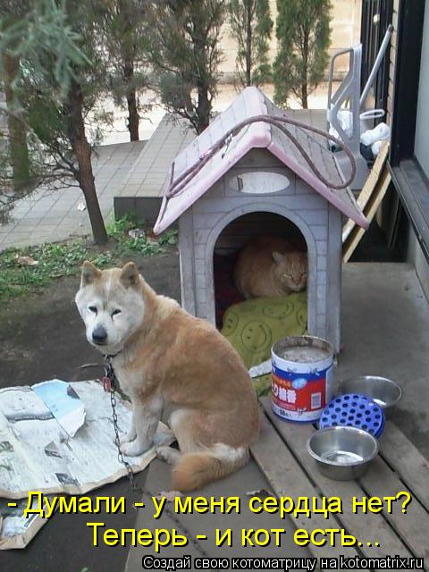 - Думали - у меня сердца нет? Теперь - и кот есть...... Котоматрица: - Думали - у меня сердца нет? Теперь - и кот есть...