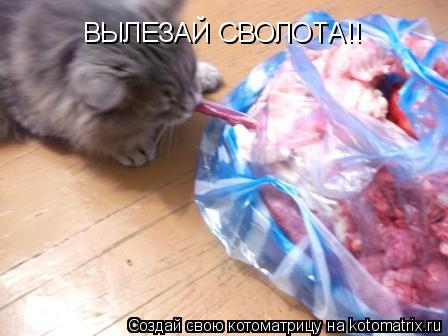 ВЫЛЕЗАЙ СВОЛОТА!!... Котоматрица: ВЫЛЕЗАЙ СВОЛОТА!!