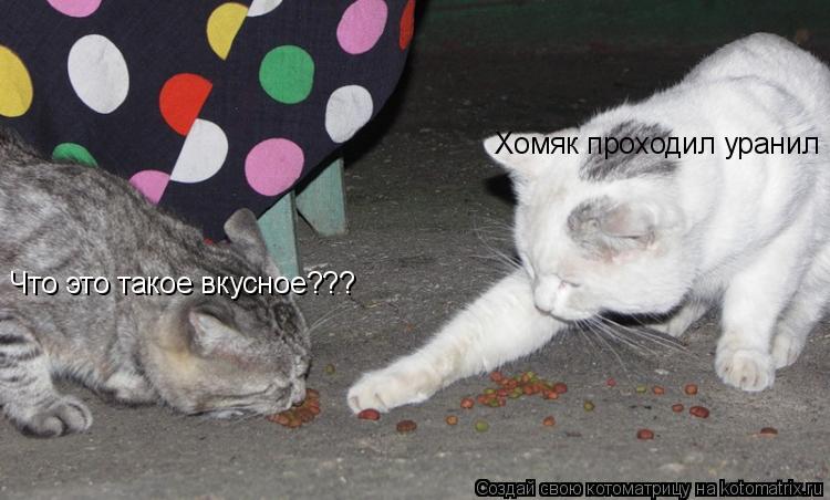 Что это такое вкусное??? Хомяк проходил уранил... Котоматрица: Что это такое вкусное??? Хомяк проходил уранил