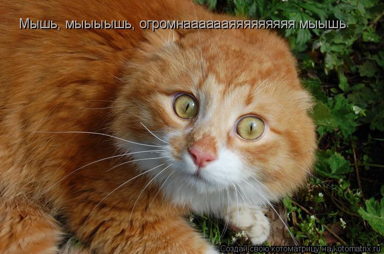 Мышь, мыыыышь, огромнааааааяяяяяяяяя мыышь... Котоматрица: Мышь, мыыыышь, огромнааааааяяяяяяяяя мыышь