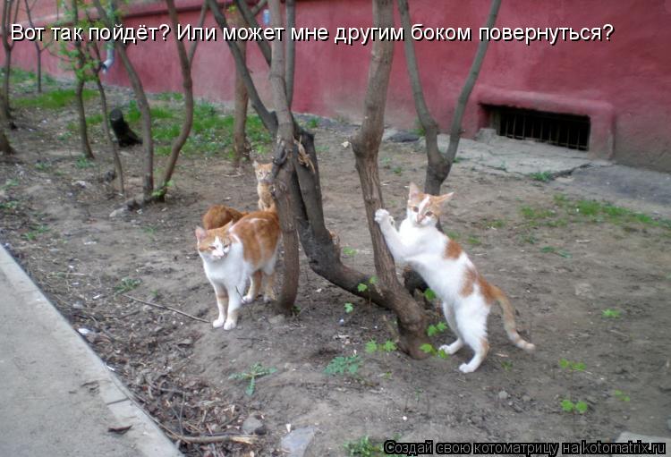 Вот так пойдёт? Или может мне другим боком повернуться?... Котоматрица: Вот так пойдёт? Или может мне другим боком повернуться?