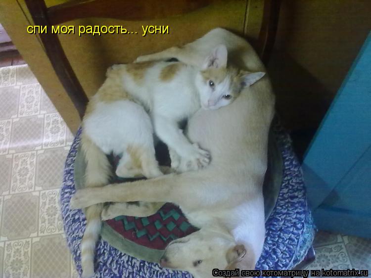 спи моя радость... усни... Котоматрица: спи моя радость... усни