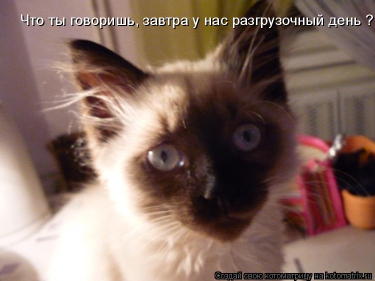Что ты говоришь, завтра у нас разгрузочный день ?... Котоматрица: Что ты говоришь, завтра у нас разгрузочный день ?