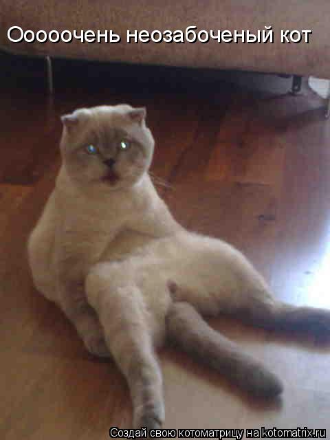 Ооооочень неозабоченый кот... Котоматрица: Ооооочень неозабоченый кот