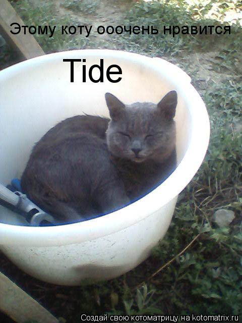 Этому коту ооочень нравится Tide... Котоматрица: Этому коту ооочень нравится Tide