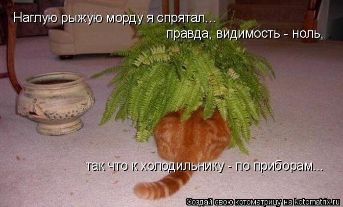 так что к холодильнику - по приборам... Наглую рыжую морду я спрятал... правда, видимость - ноль,... Котоматрица: так что к холодильнику - по приборам... Наглую рыжую морду я спрятал... правда, видимость - ноль,