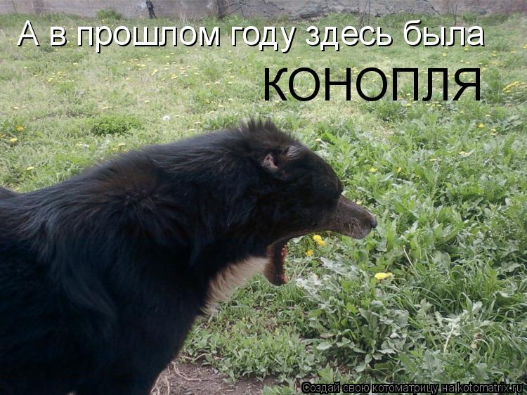 А в прошлом году здесь была КОНОПЛЯ... Котоматрица: А в прошлом году здесь была КОНОПЛЯ