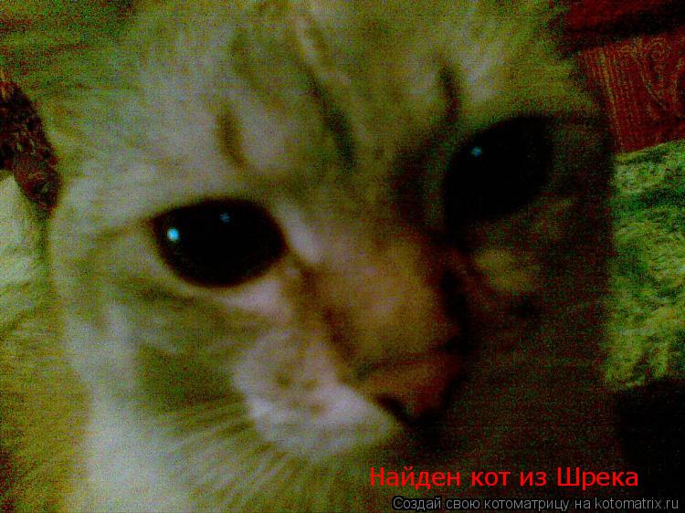 Найден кот из Шрека... Котоматрица: Найден кот из Шрека
