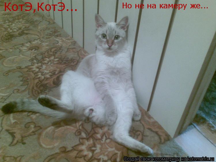 КотЭ,КотЭ... КотЭ,КотЭ... Но не на камеру же...... Котоматрица: КотЭ,КотЭ... КотЭ,КотЭ... Но не на камеру же...