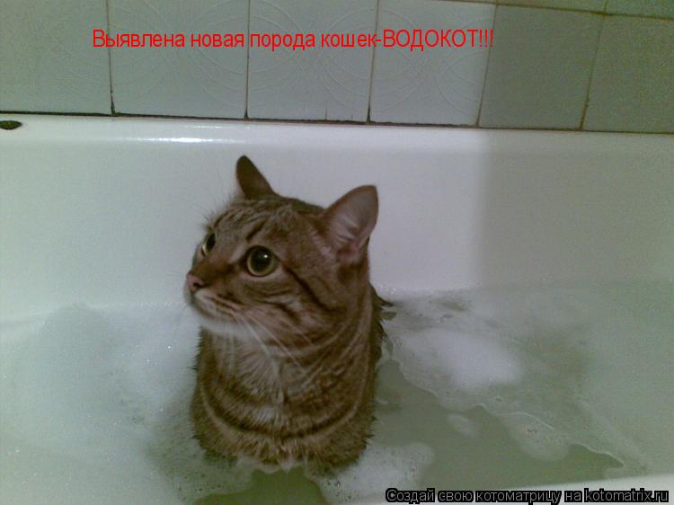 Выявлена новая порода кошек-ВОДОКОТ!!!... Котоматрица: Выявлена новая порода кошек-ВОДОКОТ!!!