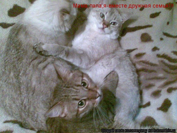 Мама,папа,я-вместе дружная семья!!!... Котоматрица: Мама,папа,я-вместе дружная семья!!!