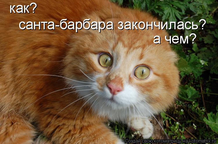 как? санта-барбара закончилась? а чем?... Котоматрица: как? санта-барбара закончилась? а чем?