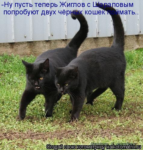-Ну пусть теперь Жиглов с Шараповым попробуют двух чёрных кошек поймать..... Котоматрица: -Ну пусть теперь Жиглов с Шараповым попробуют двух чёрных кошек поймать..