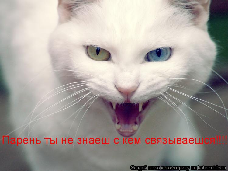 Парень ты не знаеш с кем связываешся!!!!... Котоматрица: Парень ты не знаеш с кем связываешся!!!!