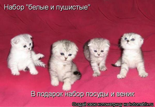 Набор "белые и пушистые" В подарок набор посуды и веник... Котоматрица: Набор "белые и пушистые" В подарок набор посуды и веник