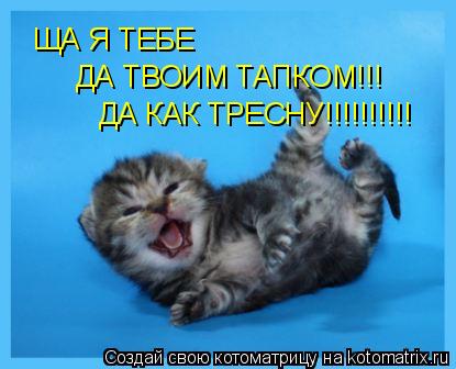 ЩА Я ТЕБЕ ДА ТВОИМ ТАПКОМ!!! ДА КАК ТРЕСНУ!!!!!!!!!!... Котоматрица: ЩА Я ТЕБЕ ДА ТВОИМ ТАПКОМ!!! ДА КАК ТРЕСНУ!!!!!!!!!!
