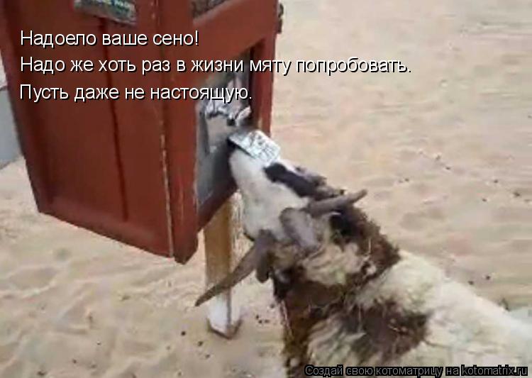 Надоело ваше сено! Надо же хоть раз в жизни мяту попробовать. Пусть даже не настоящую.... Котоматрица: Надоело ваше сено! Надо же хоть раз в жизни мяту попробовать. Пусть даже не настоящую.