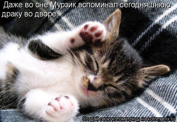 Даже во сне Мурзик вспоминал сегодняшнюю драку во дворе.... Котоматрица: Даже во сне Мурзик вспоминал сегодняшнюю драку во дворе.