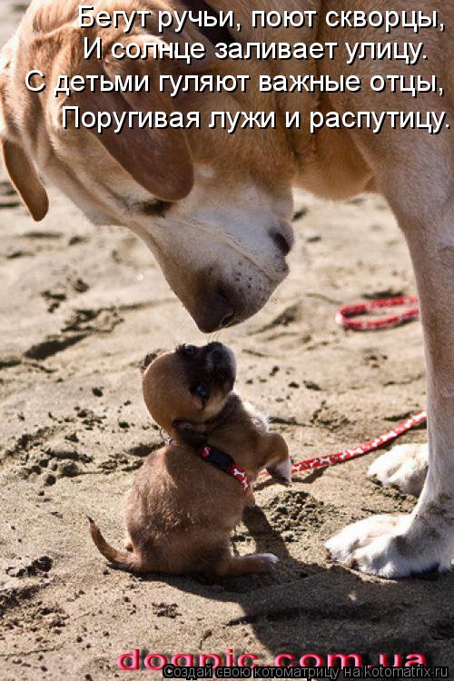 Котоматрица: Бегут ручьи, поют скворцы, И солнце заливает улицу. С детьми гуляют важные отцы, Поругивая лужи и распутицу.