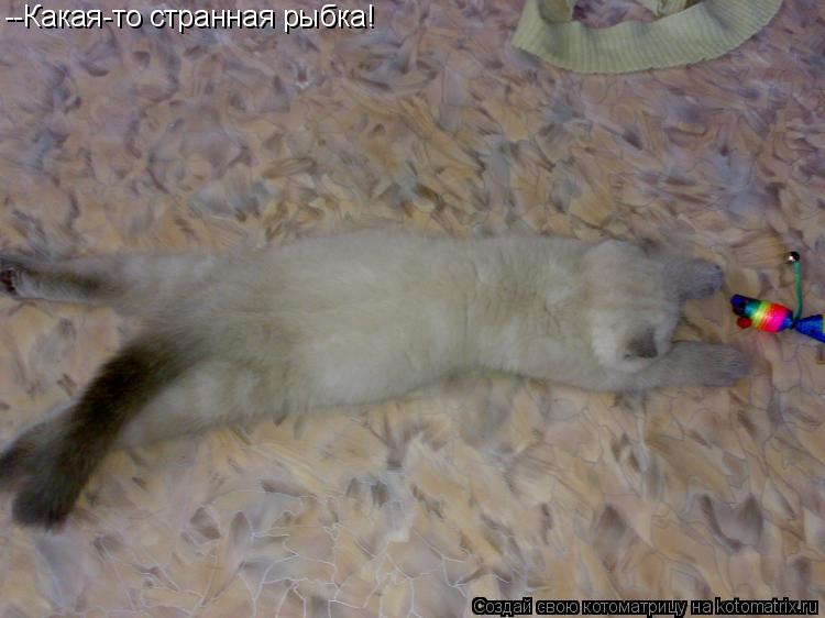 --Какая-то странная рыбка!... Котоматрица: --Какая-то странная рыбка!