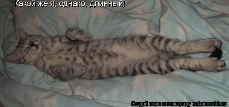 Какой же я, однако, длинный!... Котоматрица: Какой же я, однако, длинный!