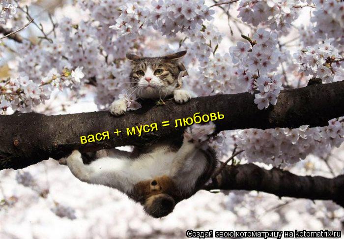 вася + муся = любовь... Котоматрица: вася + муся = любовь