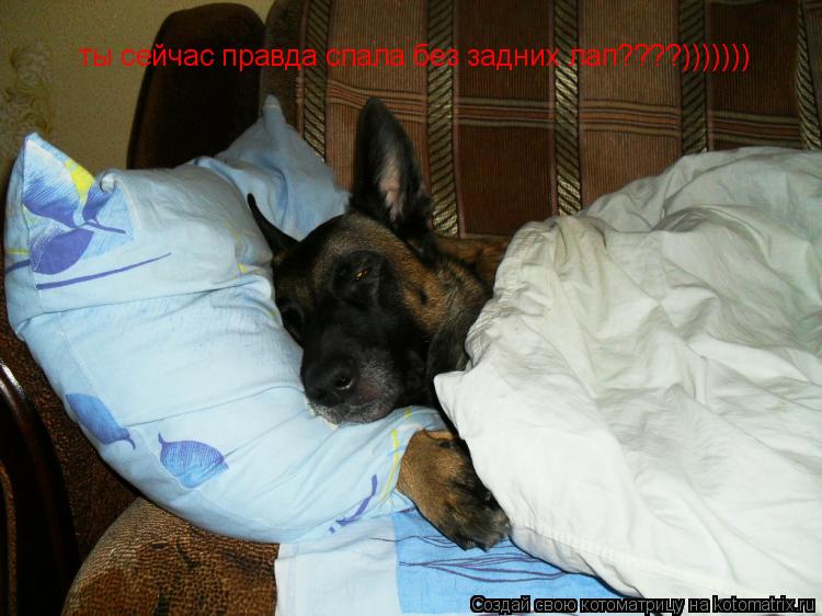 ты сейчас правда спала без задних лап????)))))))... Котоматрица: ты сейчас правда спала без задних лап????)))))))
