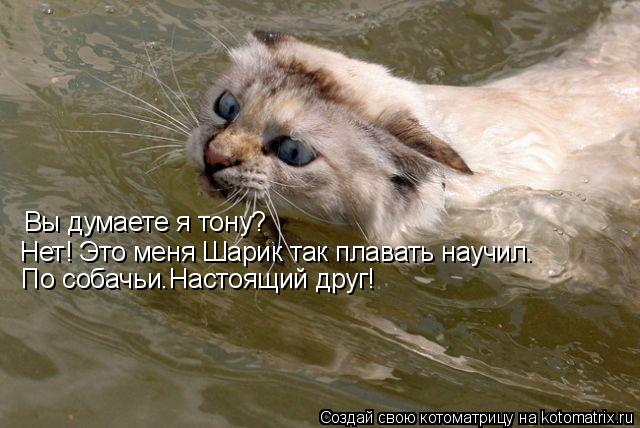 Вы думаете я тону? Нет! Это меня Шарик так плавать научил. По собачьи.Настоящий друг!... Котоматрица: Вы думаете я тону? Нет! Это меня Шарик так плавать научил. По собачьи.Настоящий друг!