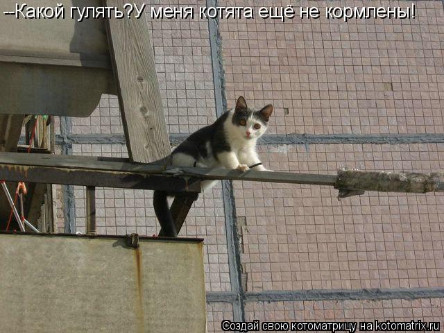 --Какой гулять?У меня котята ещё не кормлены!... Котоматрица: --Какой гулять?У меня котята ещё не кормлены!