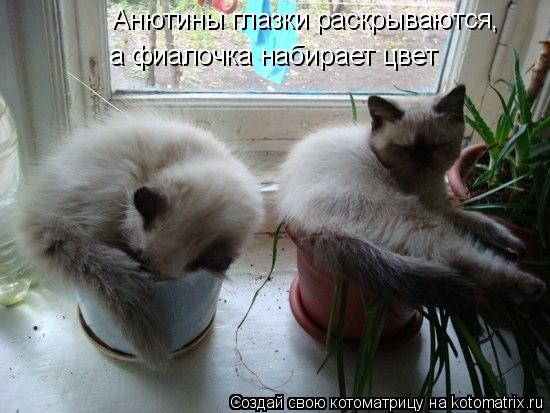 Анютины глазки раскрываются, а фиалочка набирает цвет... Котоматрица: Анютины глазки раскрываются, а фиалочка набирает цвет
